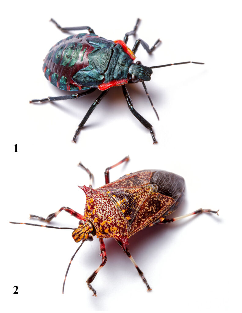 two giant strong-nosed stink bug