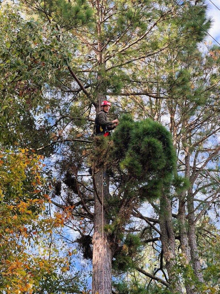 collecting leaf samples from loblolly pines