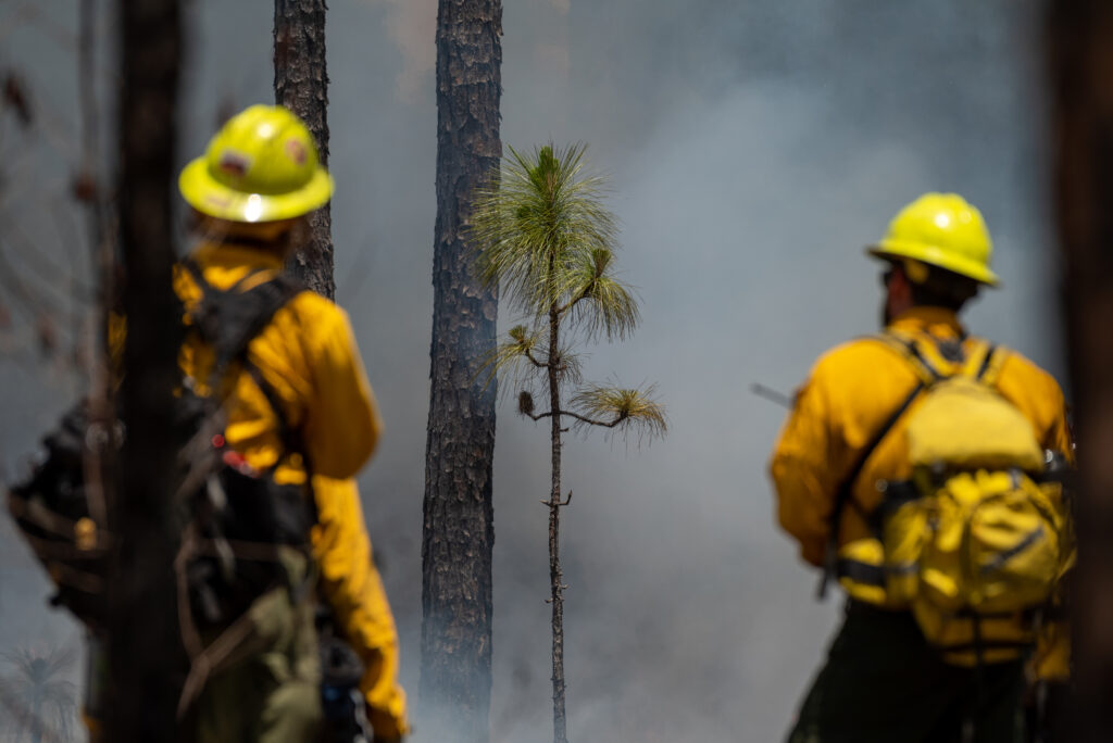 members of fire team watch the smoke swirl around a young longleaf pine