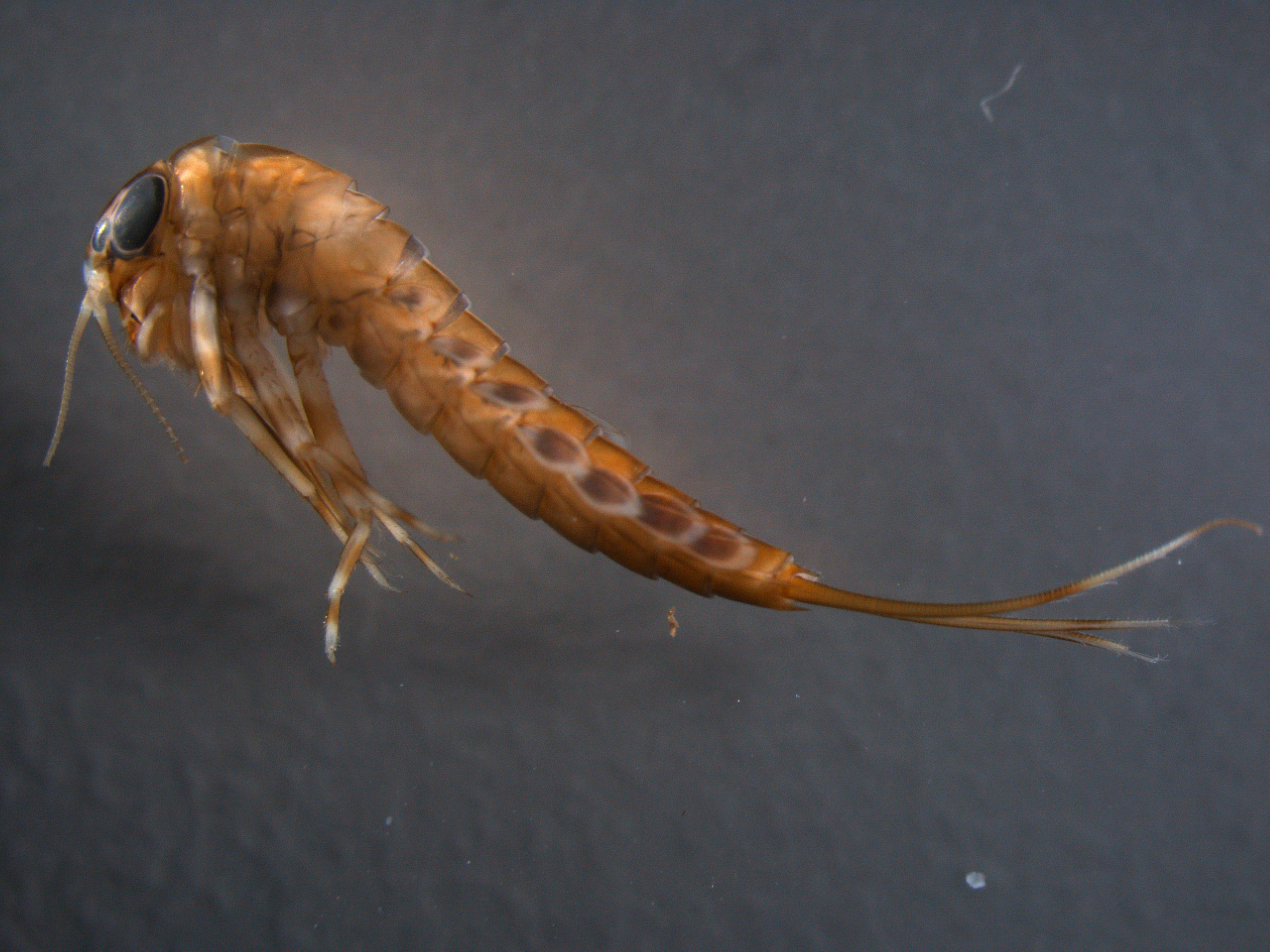 Brushlegged mayfly collected from the Eno River in Durham, NC