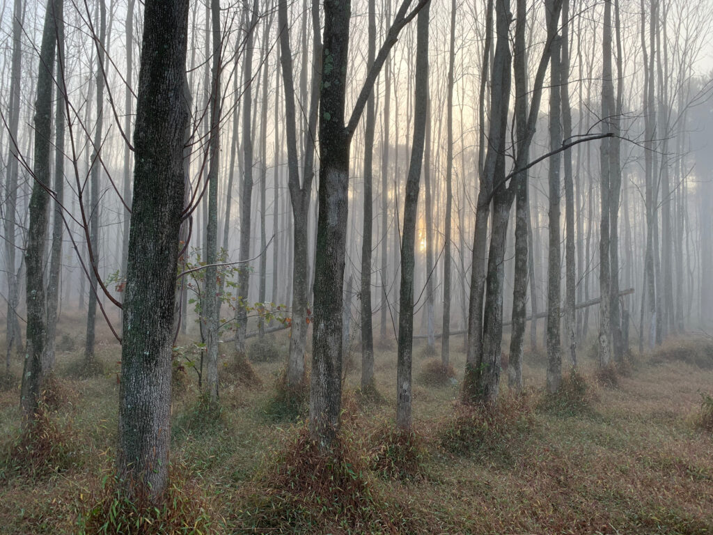 fog shrouded stand of green ash trees