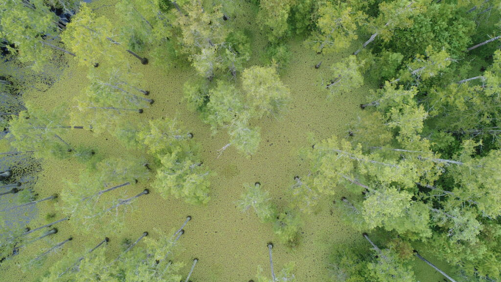 drone image of an infestation of giant salvinia