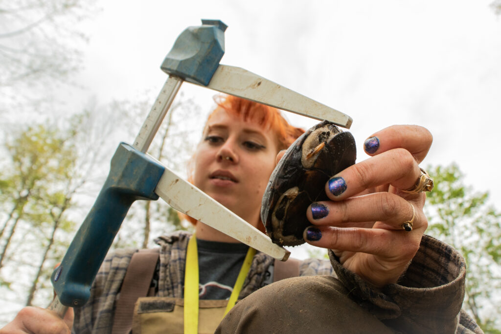 Emma Wilson measures a turtle