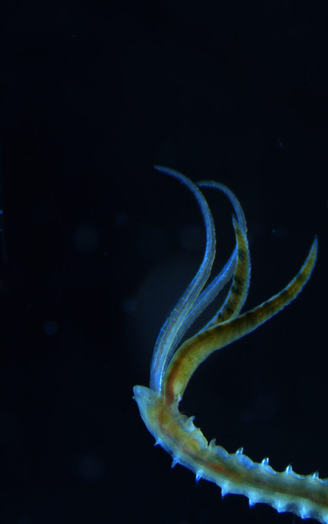 Streblospio benedicti, a segmented worm that lives in marine ecosystems