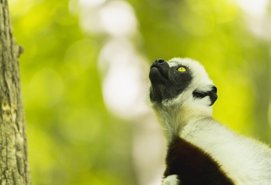 free-ranging ring-tailed lemur