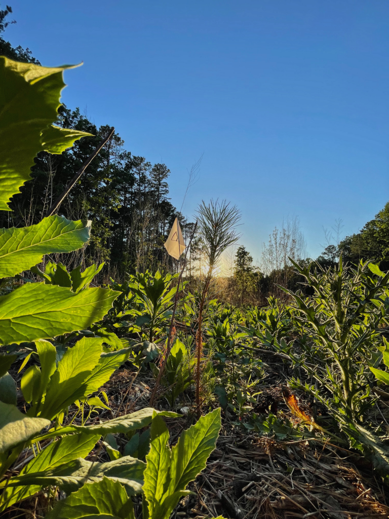 Loblolly pine seedlings that have been planted in Schenck forest