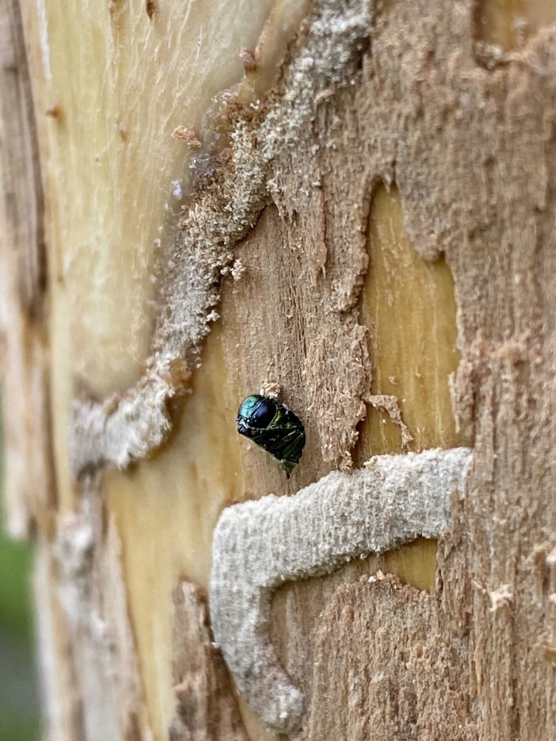 emerald ash borer