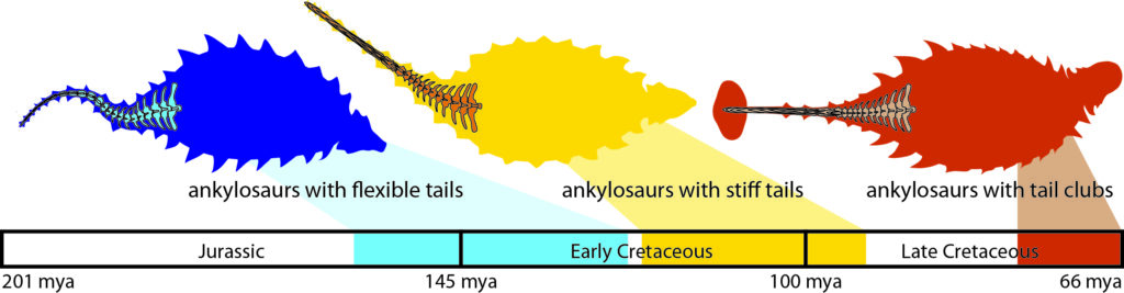 Ankylosaur Tail Evolution