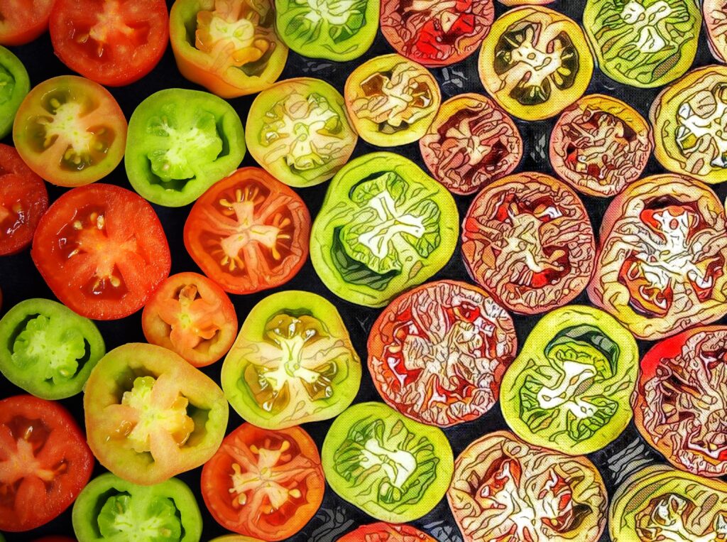 tomatoes exhibiting different stages of ripening