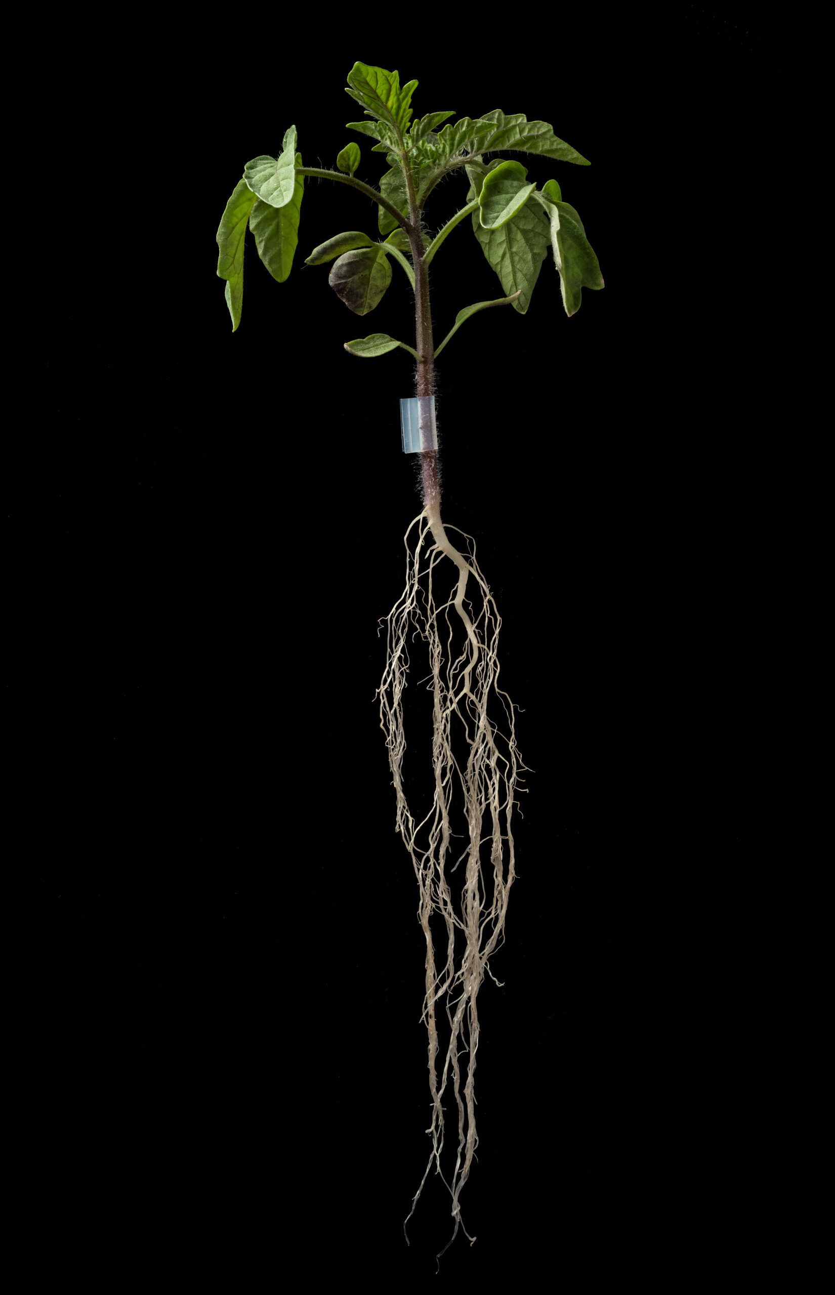 Plant with roots