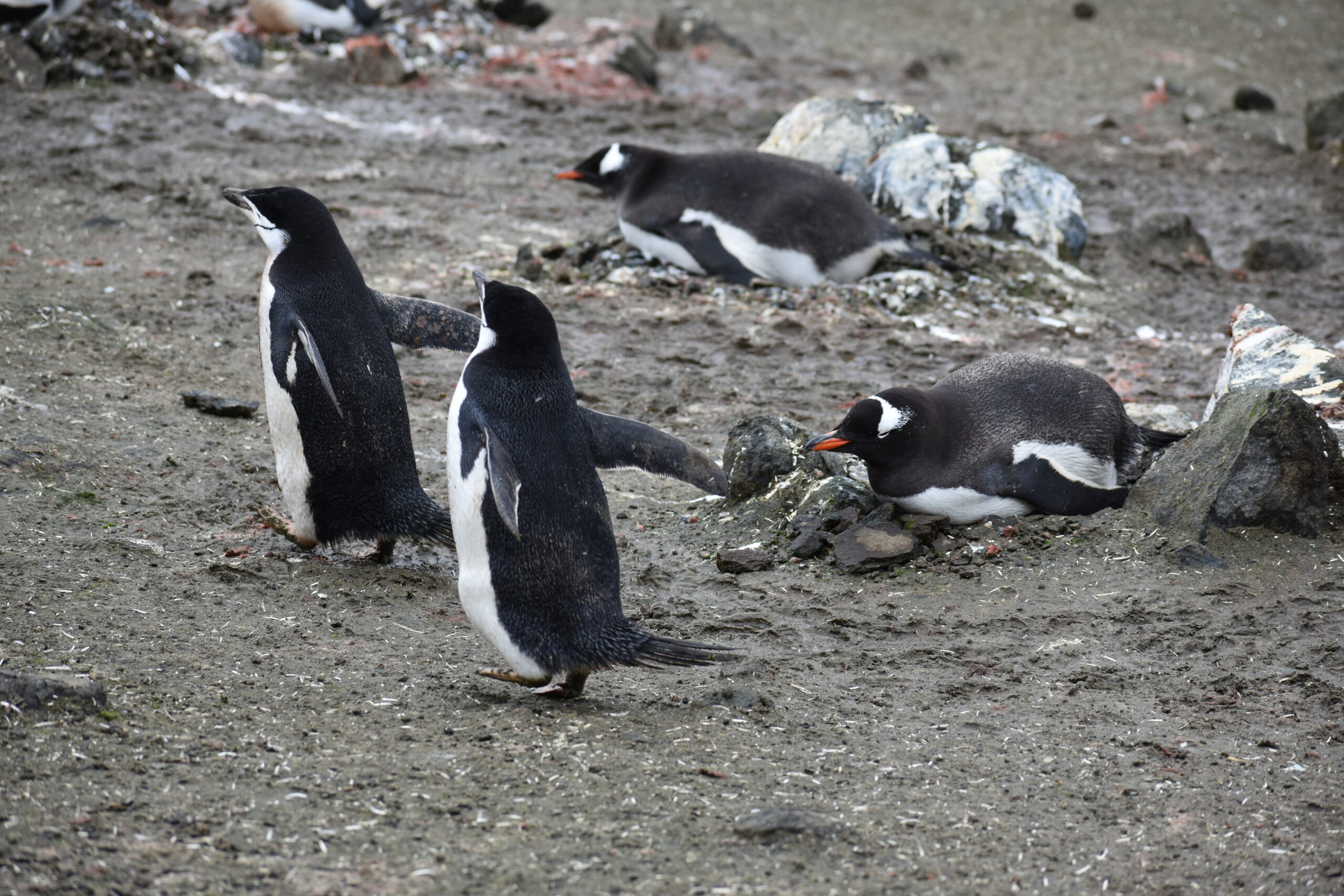 gentoo penguins, protecting chicks, and chinstrap penguins