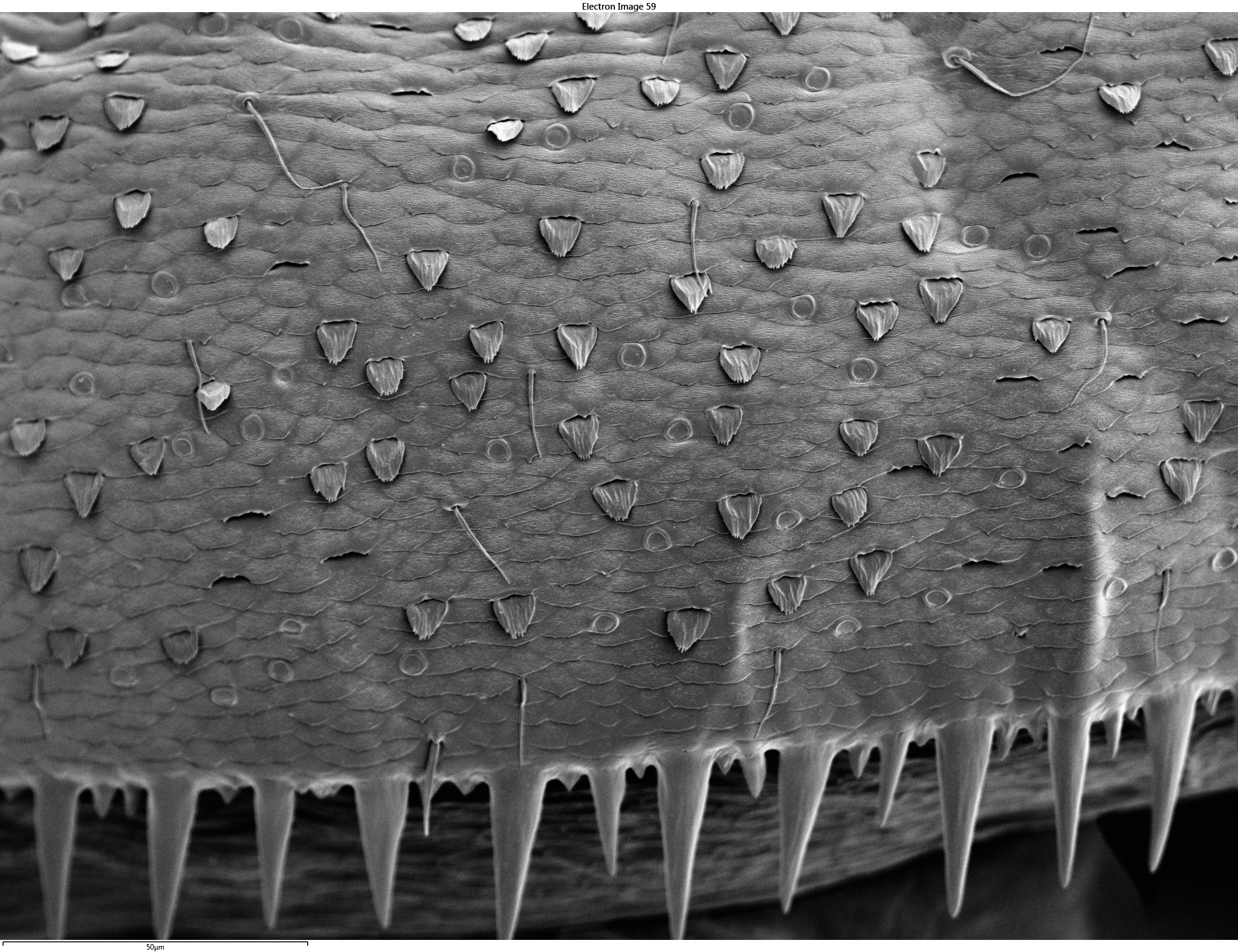 chloride cell abundance and size across mayflies exposed to different major ion gradients