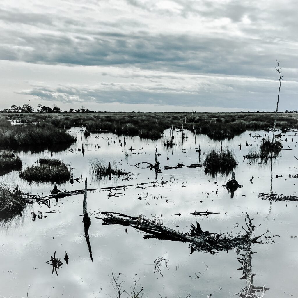 Freshwater marsh on the Albemarle-Pamlico Peninsula in eastern North Carolina