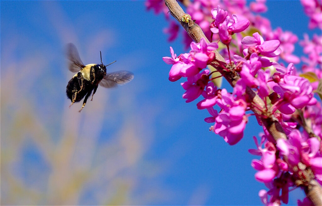 queen bumble bee