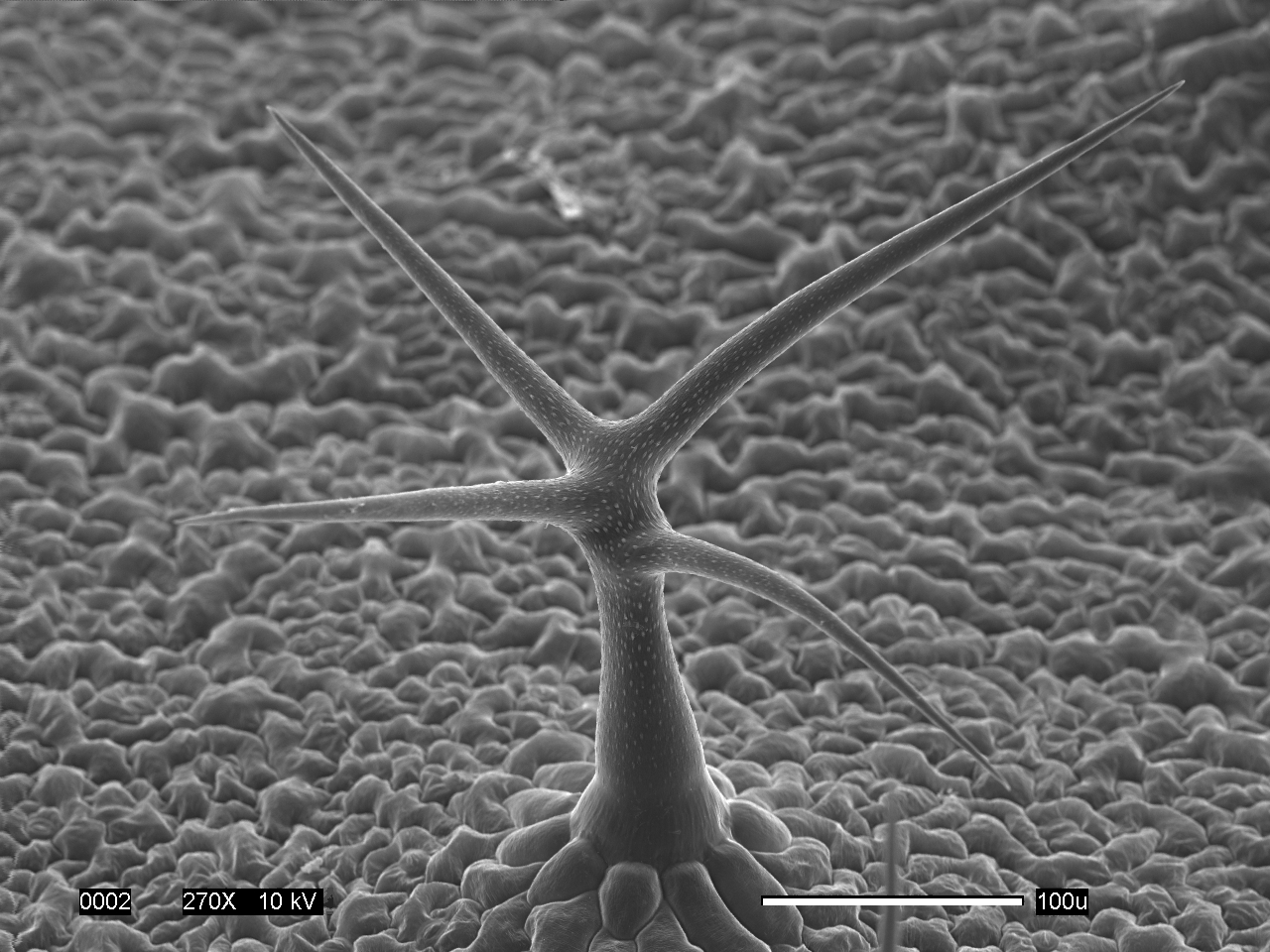 Arabidopsis Trichome