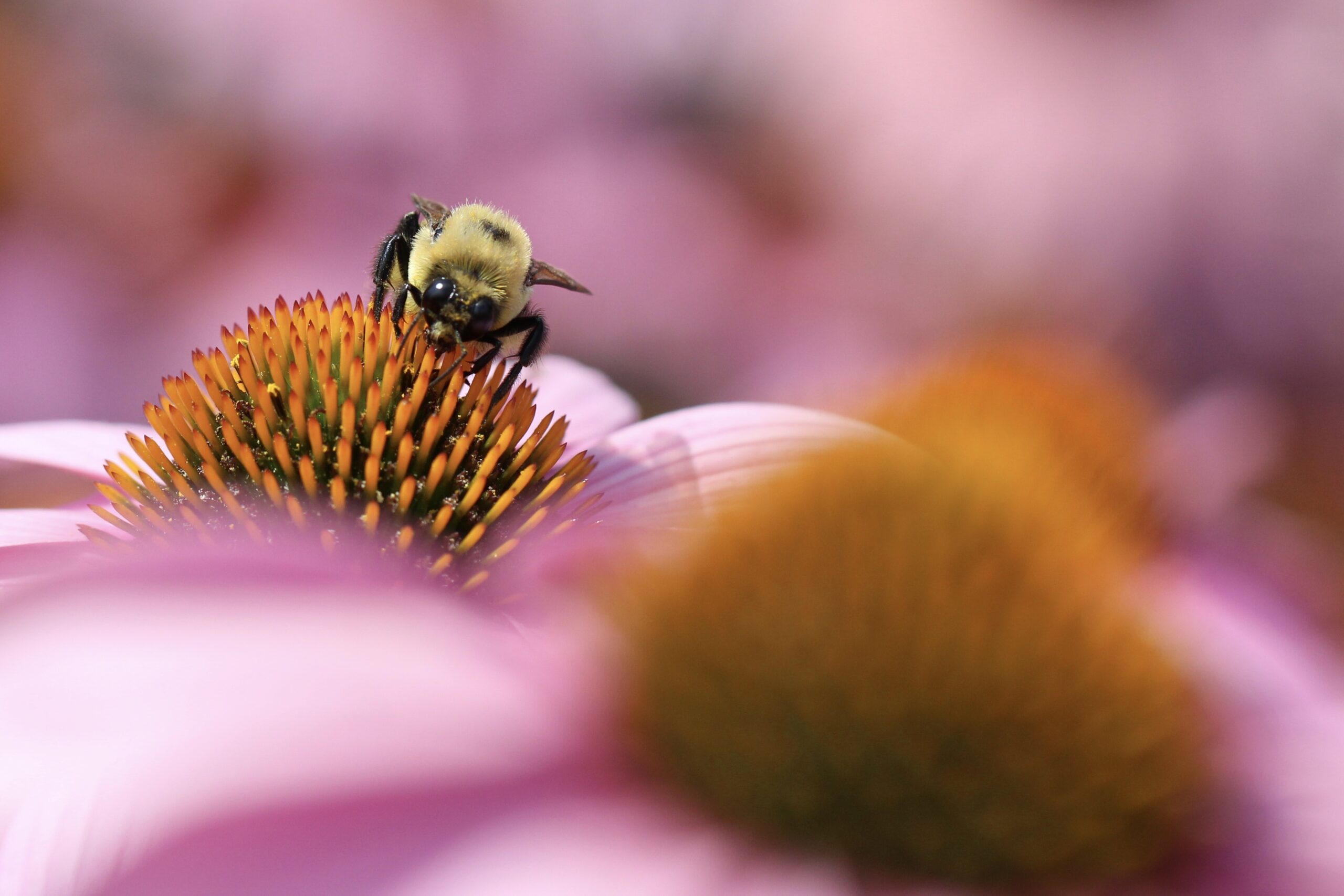 Bumblebee pollinating a flower