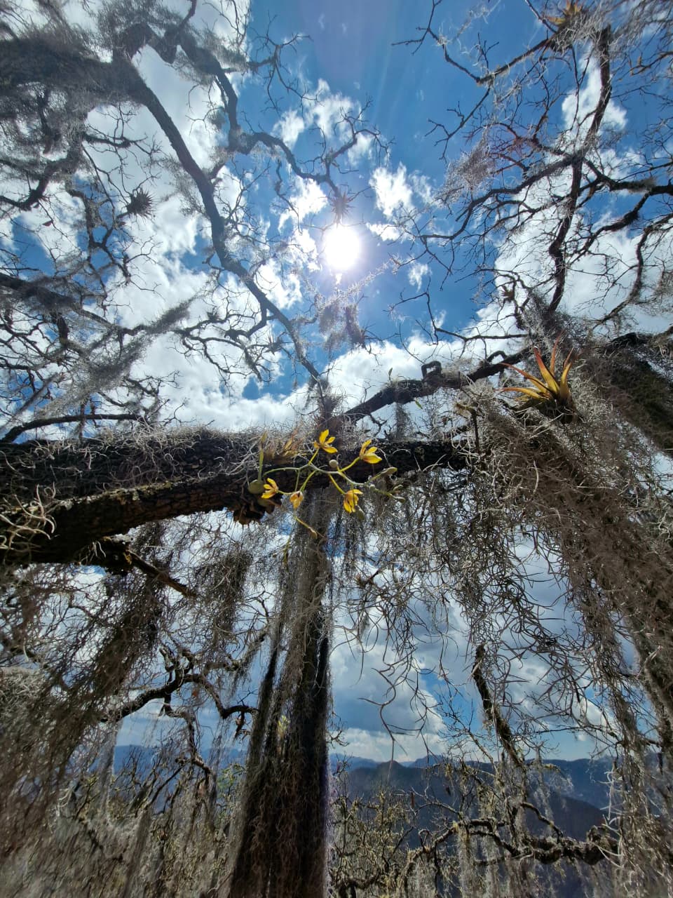 A world of epiphyte diversity in the mountains