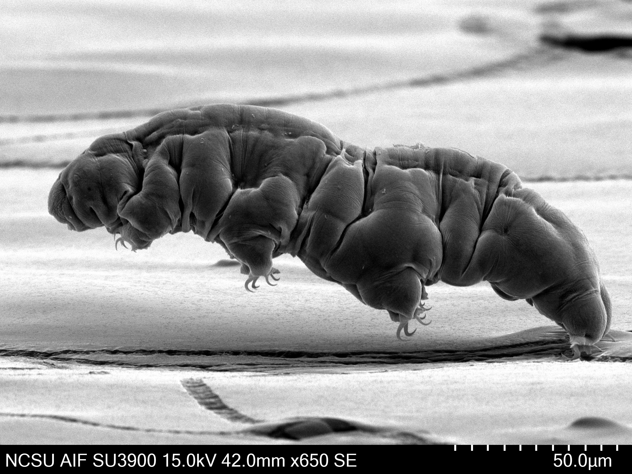 Galloping tardigrade